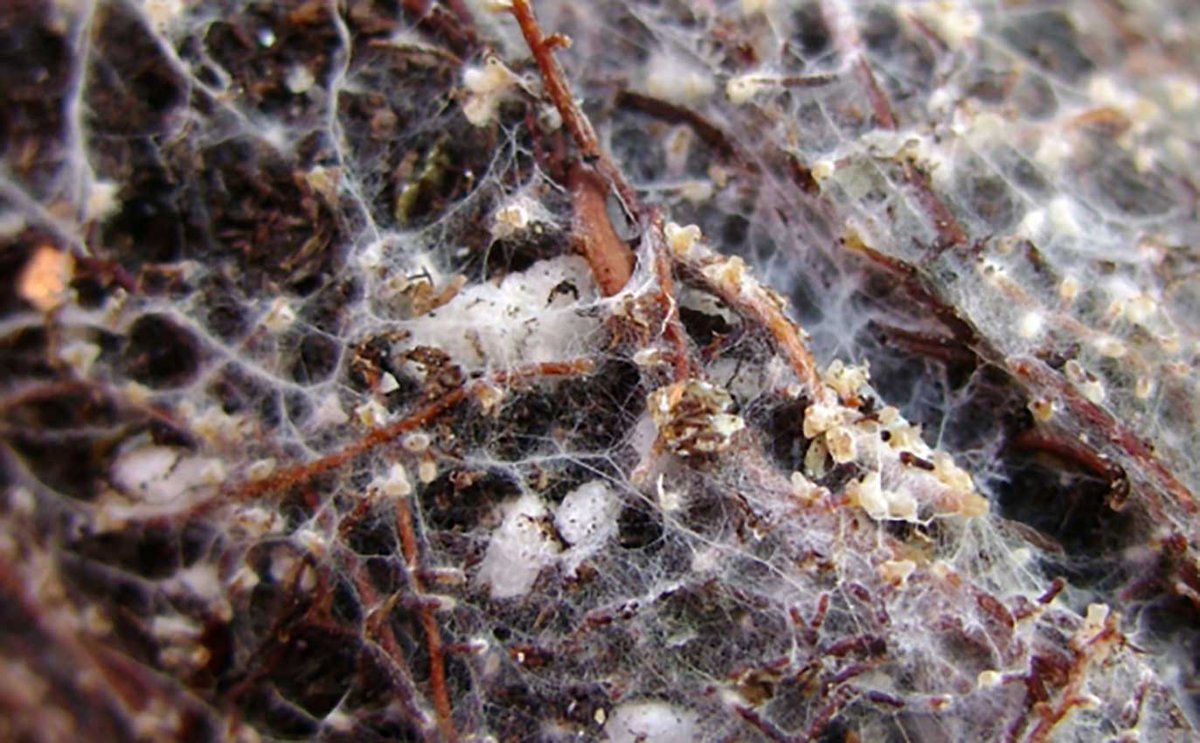 Ancient Alliance

Symbiotic relationship between California oaks and mutualist fungi appears to provide a buffer for climate change

eemb.ucsb.edu/news/all/2020/…