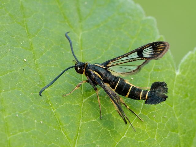 Yes CURRANT CLEARWING *is* a MOTH! There are more UK day flying moths than UK butterflies! The caterpillar burrows inside stems of Black and Red currant bushes to eat pith inside. They're dormant inside stems in winter before pupating & burrowing out as frankly kick-ass adults.