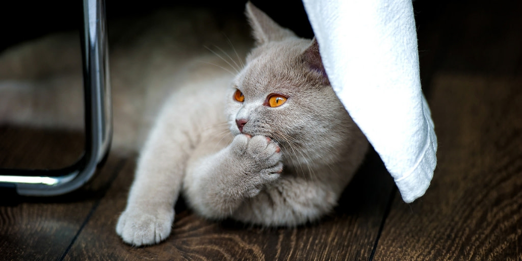 DunedinAMC's tweet photo. Cats get ticks, too! Although cats rarely get Lyme disease, they ARE susceptible to other serious tick-borne diseases. Be sure to talk to your vet about tick control for your feline friends! #PreventTicks https://t.co/9yfntQkChR