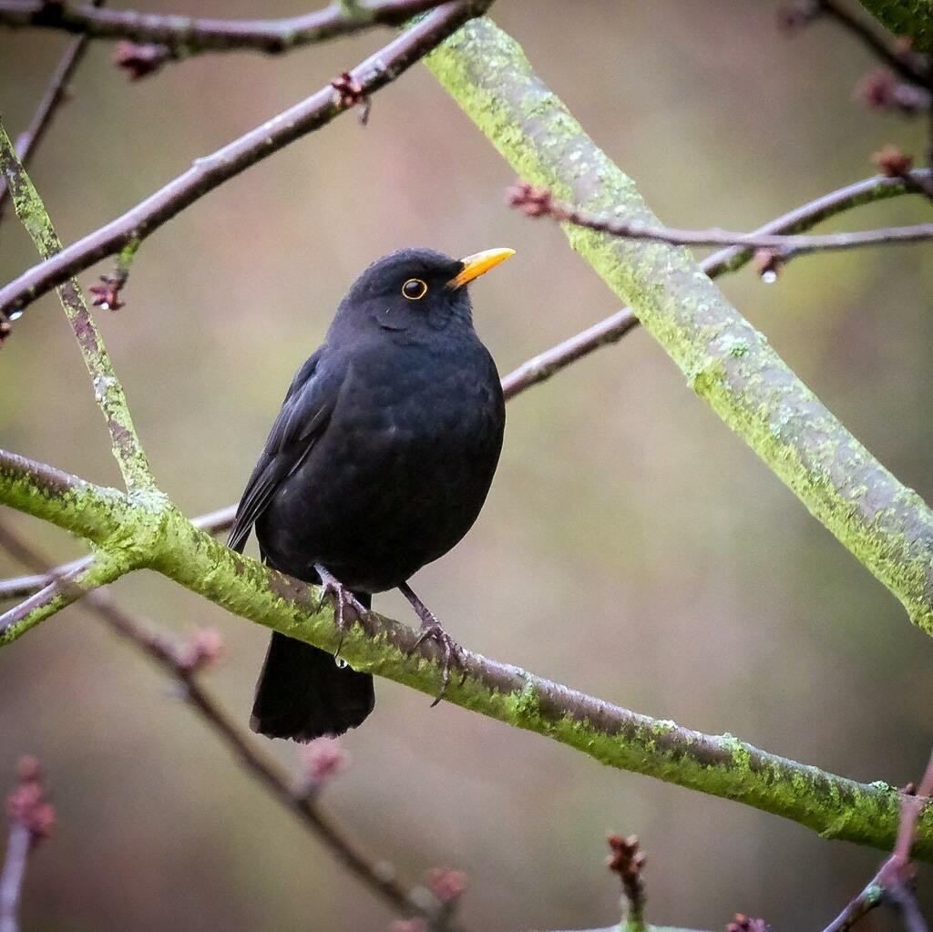 Auch die Amsel ist nun da :)

.
.
.

#natur #nature #natuurfotografie #lightroom #fujifilm #fujifilmglobal #fujifilmxt3  #vogel #bird #vogelfotografie #birdphotography #instabird #natuurfotografie #naturfotografie_deutschland #vogelfotografie_deutschland… instagr.am/p/CI1GE__gQ-o/