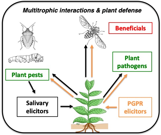 Nouveau projet financé par le FNRS à GxABT <a href="/AgroBioTech/">Gembloux Agro-Bio Tech</a> <a href="/ULiegeRecherche/">ULiège Research & Innovation</a> pour comprendre les interactions plantes-insectes-microbiotes dans une approche multidisciplinaire alliant entomologie, microbiologie, chimie et biophysique-bioinformatique : 4 ans passionnants à venir!
