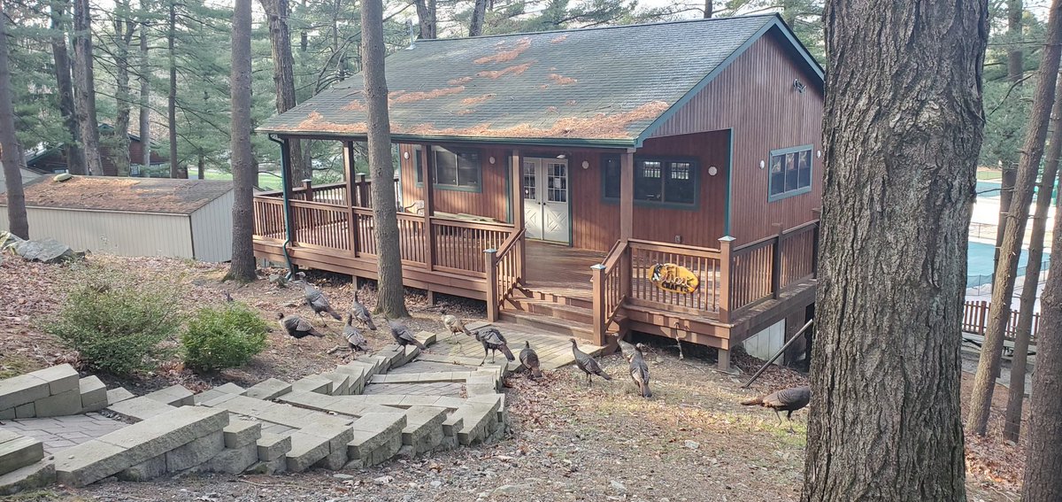 Spring Lake Day Camp tweet media