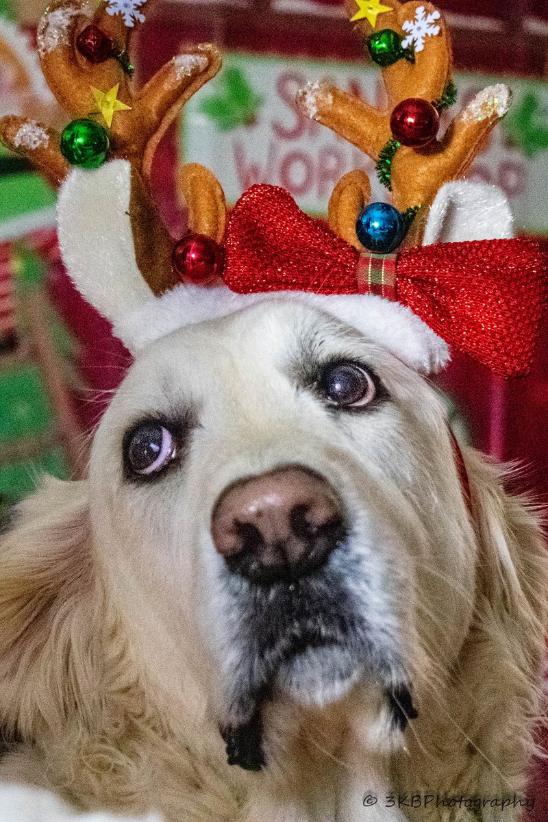 therapy_jake's tweet photo. Every year before my Santa Paws project DogMom asks one of my favorite hoomans to take Christmas pictures of me. I’m pretty sure I saw a tear on DogMom’s cheek from this one! #iwin #favoritedog #doodleloses @theymademewear @dogcelebration #therapydog #DogsofTwittter #ecgr https://t.co/gEzuDWIjKW