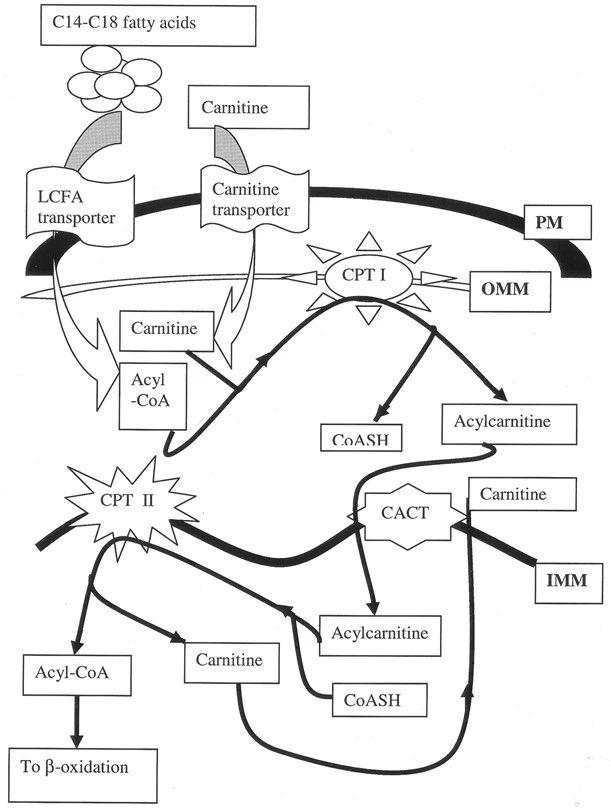 CPT2 plays an essential role in transporting long-chain fatty acids from the cytosol to the mitochondrial matrix. It’s absence or reduced function leads to inadequate fatty acid oxidation and accumulation of long chain acylcarnitines.