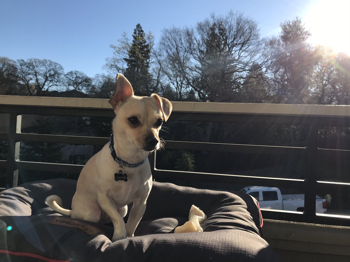 DrewChainzzz__'s tweet photo. Post a picture of your pet and who your pet is named after. https://t.co/2dg0HEg4UG