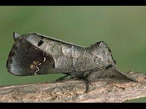 ... and finally ... let's finish with a selection of CHOCOLATES. These two are the CHOCOLATE-TIP and SCARCE CHOCOLATE-TIP. I don't know about you but chocolates get pretty scarce around here...  @amongstwits  @Greengrumbler
