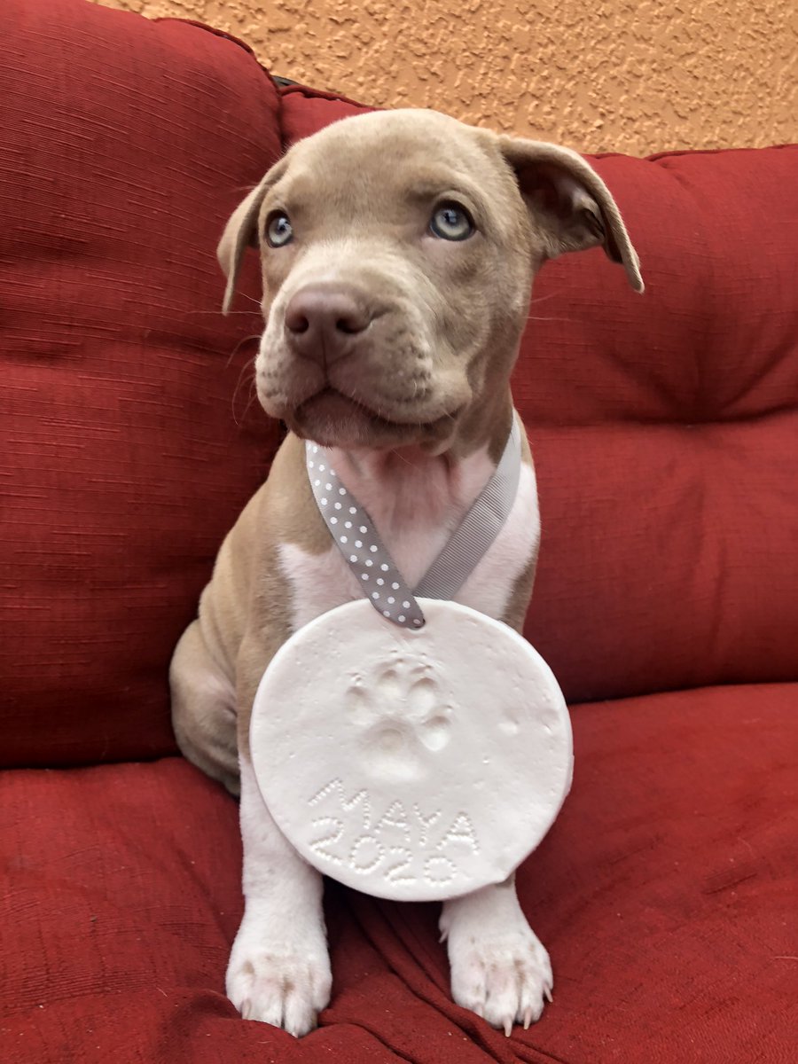 The biggest blessing of 2020 was Austin and I’s sweet Maya❤️