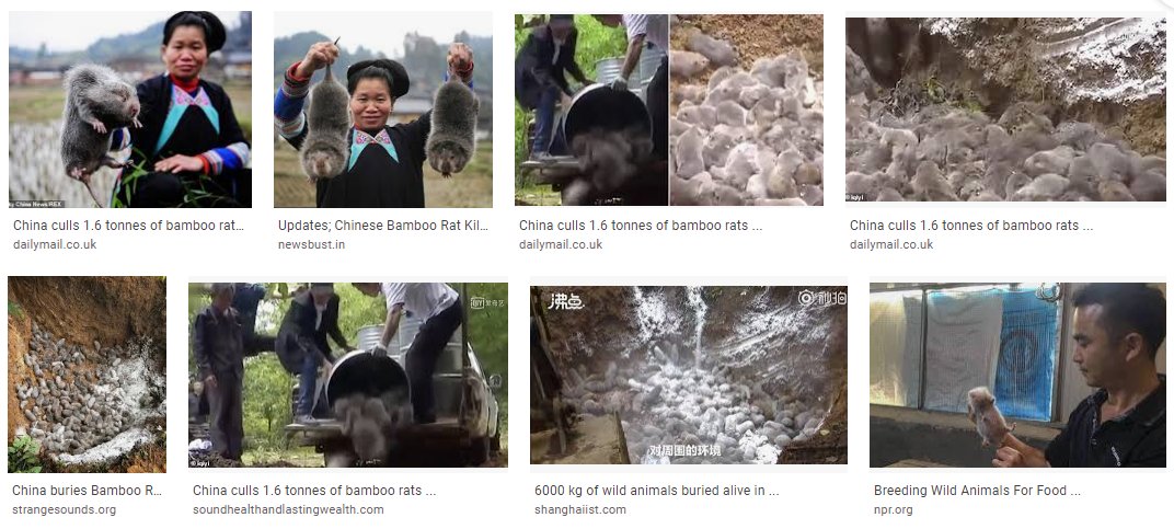 16. Gao's statements‘the novel coronavirus had existed long before’."We found the genome of the virus through detection of environmental samples from stalls of illegally operated wild animals"Ian Lipkin said George Gao,was initially convinced that the culprit was a bamboo rat