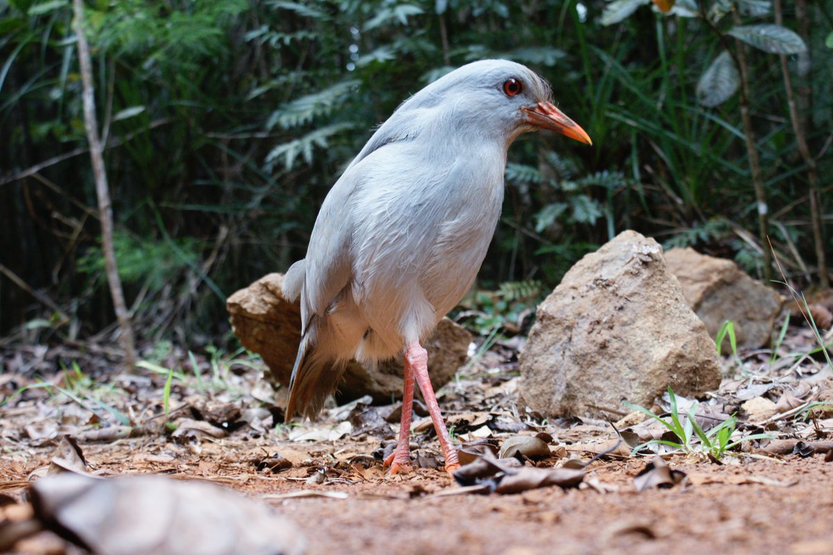 Honored an proud to receive the award for the best publication by a new researcher ! Many thanks to <a href="/nzecology/">NZ EcologicalSociety</a> ! 
Thanks to all co-authors 
<a href="/Vidal_Eric_isld/">Eric Vidal</a> <a href="/JourdanRv/">Herve Jourdan</a> <a href="/bonnaud_e/">EBonnaud</a> 
Thanks to <a href="/imbe_noumea/">IMBE Nouméa</a> and @ird_nc for the exceptional working conditions 😊