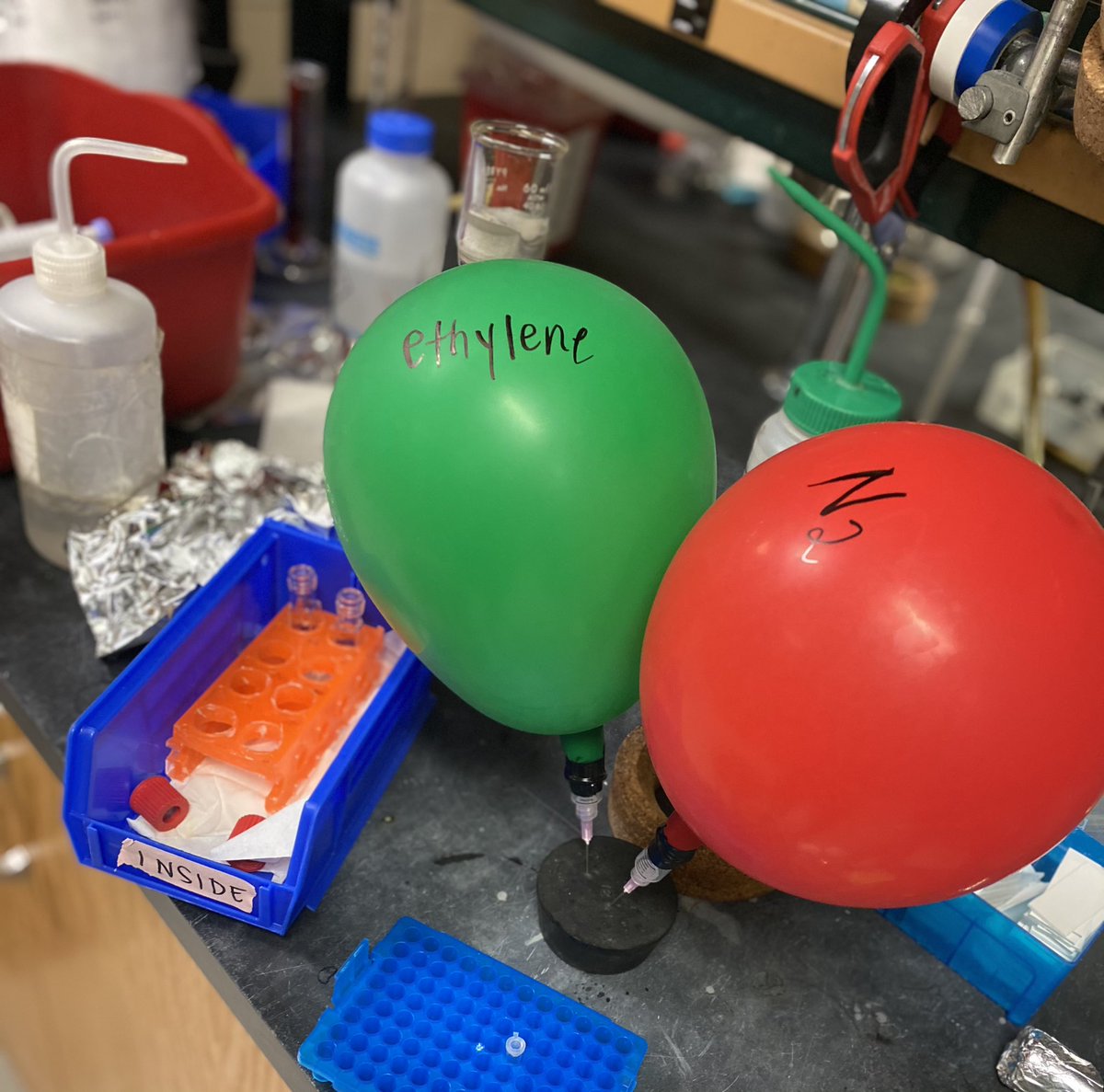 Sara McCormack tweet media