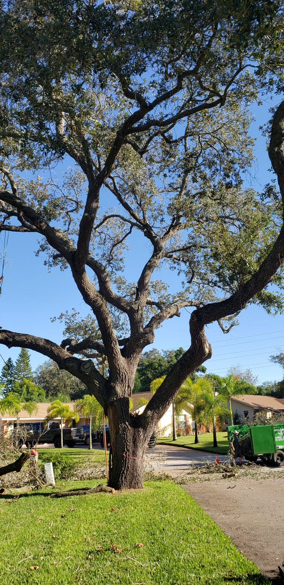 WalkerTree2017's tweet image. Is It Time To Prune Your Trees?

Find out walkertreeservices.com/is-it-time-to-…

#WalkerTreeService #TreeRemoval #LargeTreeRemoval #TreeTrimming  #CommercialTreeService #ResidentialTreeService #TreePruning