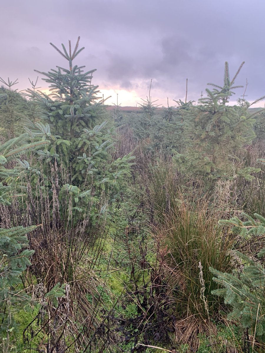 Continuing theme of ground preparation.This site was ploughed about 5 years ago - the colour & size (circa 1.5-1.8 metres) of the Spruce suggests that they have established well. No post planting weed control.