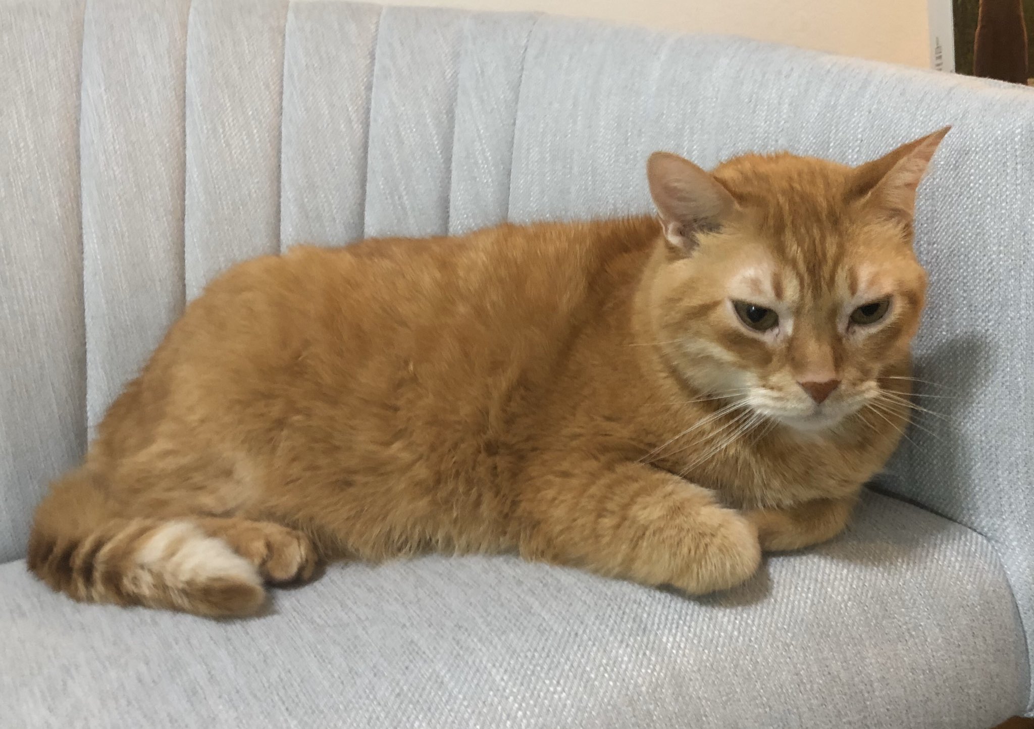 Can cats have roast beef sales
