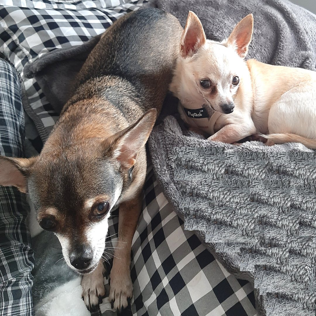 Help us in welcoming Cocoa &amp; Chico, a bonded pair of 10-year-old Chihuahuas, to the #PrudentPetFam.

Remember, senior pets can benefit from having good medical coverage too! Pet insurance can help you save money on unexpected or serious vet bills. bit.ly/myths-pet-seni…
