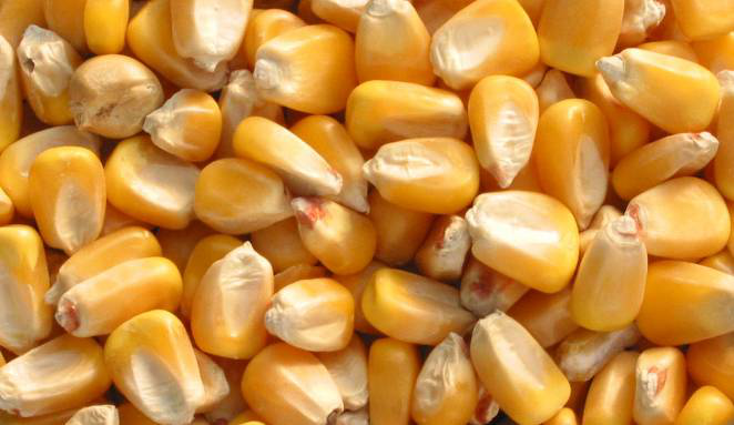 KarenMccune2's tweet photo. Delivered a loAd of coRN to ethanol plant this afternoon wtf dad!!! Open the god damn concave a up!!! https://t.co/X3d3oMuA6u