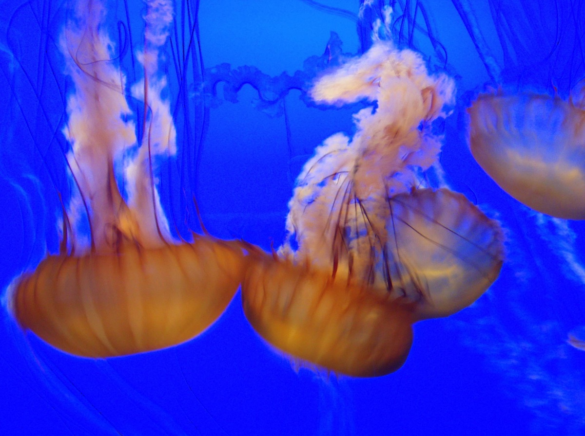 emilylarkin70's tweet photo. Who has been to Monterey Aquarium and NOT taken this photo? These jellyfish are truly incredible to watch!
#wanderlust https://t.co/RdbtGzVIUN