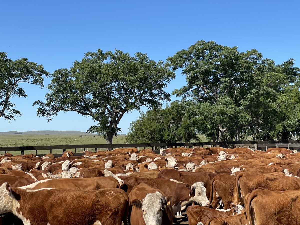 juan jose bazzano (@juanbazzano) on Twitter photo 