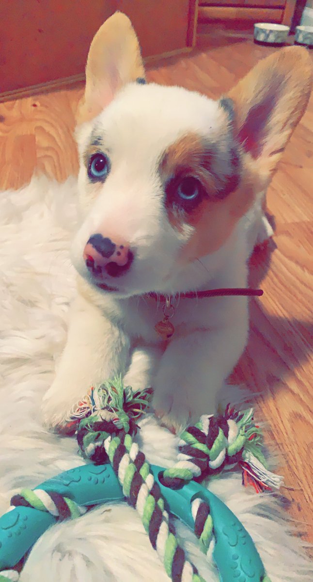 CheyVictoria25's tweet photo. When I’m having a weird day, it’s really nice to come home to your little face. #corgi https://t.co/sJ69b7N0sW