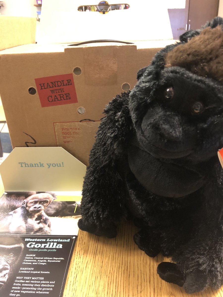 After reading #Theoneandonlyivan , researching gorillas, and creating PPTs one of our families adopted a lowland gorilla from the National Zoo for our class! A very special package was delivered to our room. #2ndgrade #lovetothinkhere <a href="/keheleycomets/">Keheley Comets</a> <a href="/CobbAlp/">Cobb ALP</a>