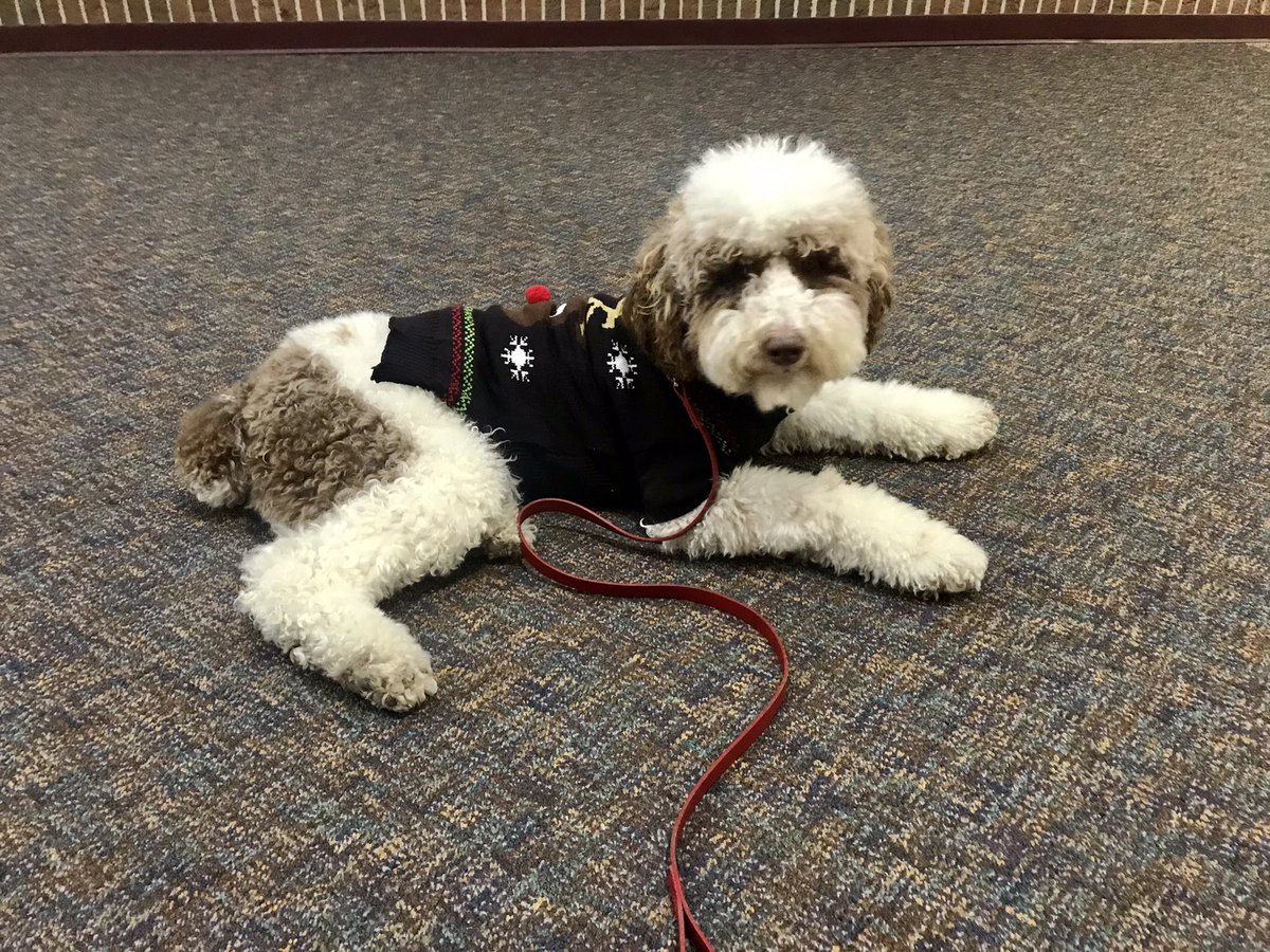 auggie_in_the_middle tweet media