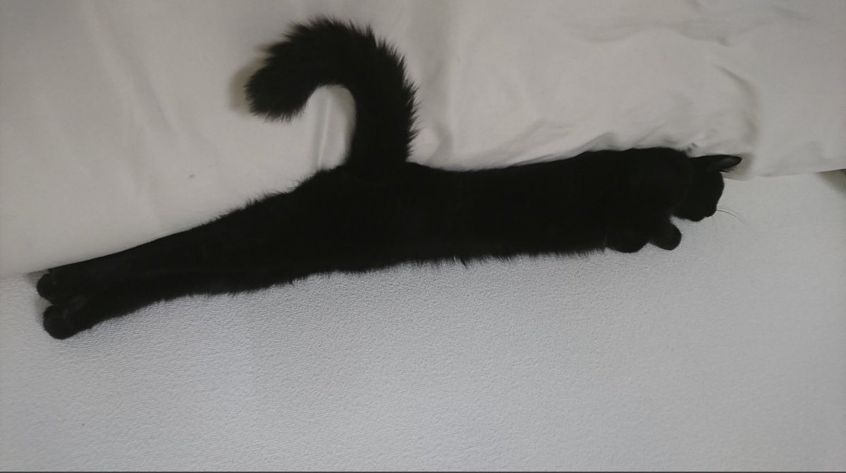 poorlycatdraw's tweet photo. https://t.co/iaIbP2Cs39