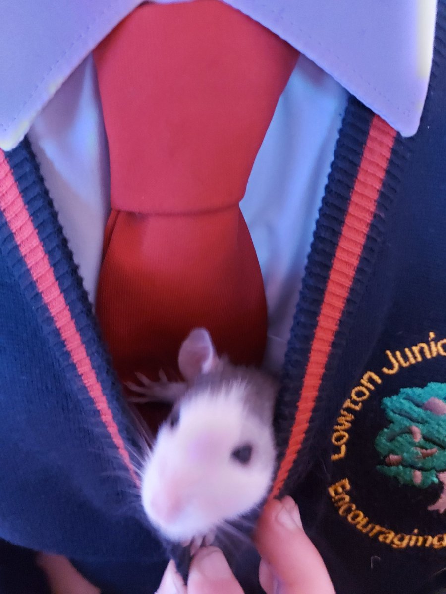 HellsCBells2805's tweet photo. @LowtonJIPrimary 
Even Danni's new rat baby Ollie wants to go to Lowton J&amp;I! https://t.co/vBVG1MdwjQ