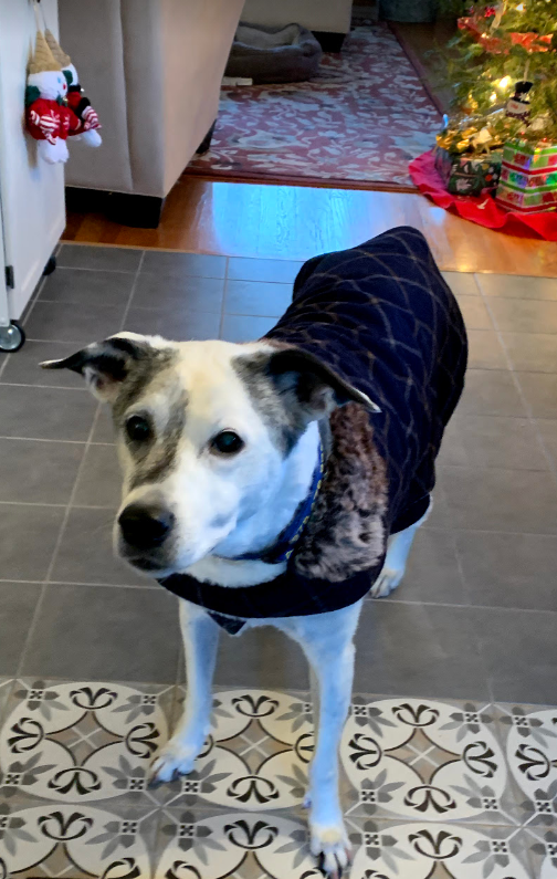 frisard's tweet photo. Just listened to the #EmpoweringIndustryPodcast and it had one of my favorite people as the interview this week- @CharliKMatthews ! With WFH because of COVID, I have switched to listening to Podcasts while walking my dog instead of my usual commute.  Bella is happy about it! https://t.co/KLyCjk8mu4