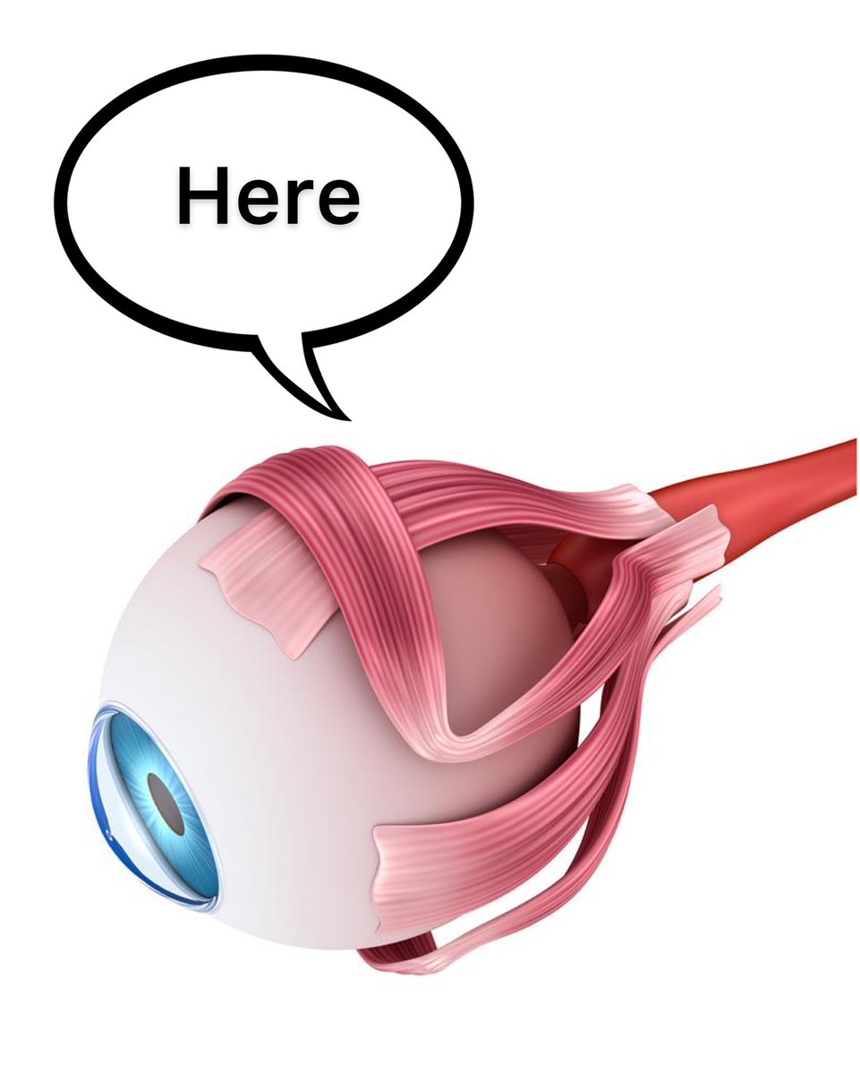 The information sent by your eyes to your brain is a crucial variable to measure the position of your head.This exchange lets your nervous system choose the best muscle tone to keep your body upright all day long.