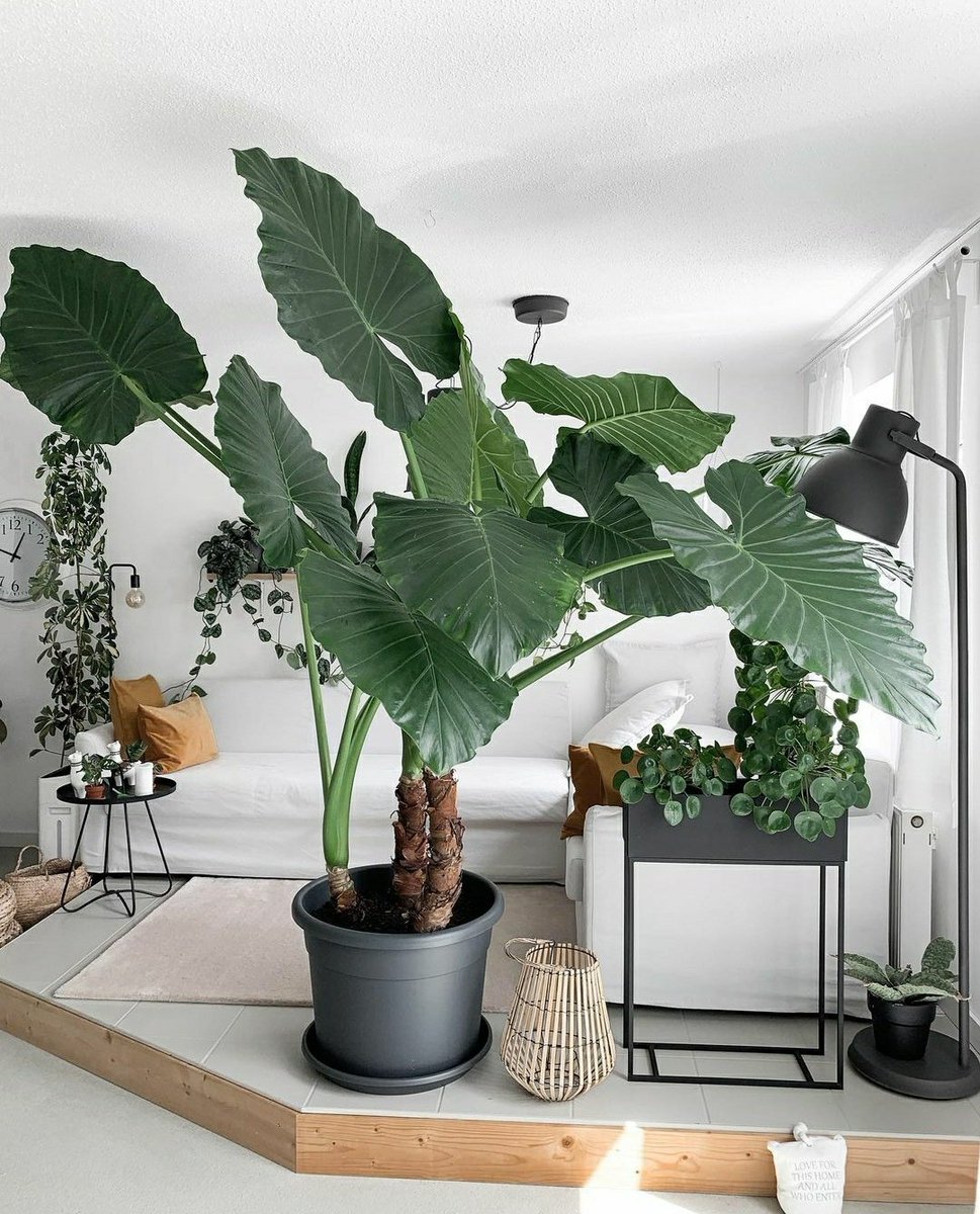 Alocasia Macrorrhiza🌿

IG: My_green_home_and_me
instagram.com/p/CIBYWOygrby/…