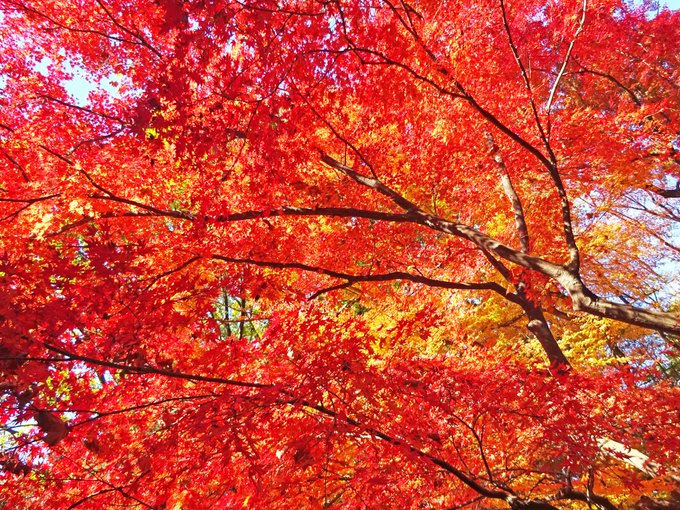 新宿御苑の紅葉 見頃の時期と色づき状況
