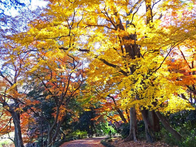 新宿御苑の紅葉 見頃の時期と色づき状況