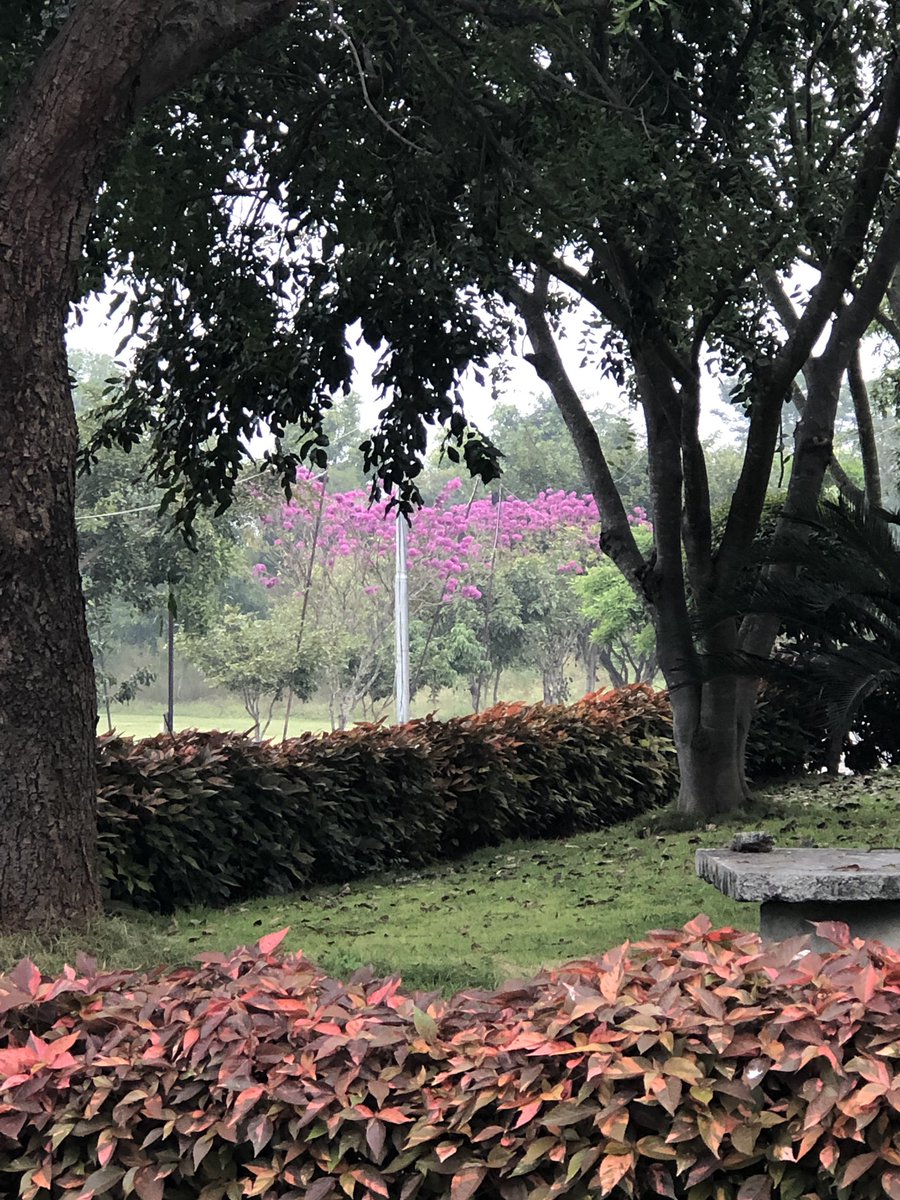 vrundavs's tweet photo. Tabebuia rosea....🌸🌸🌸🌸🌸
They are everywhere......
Have a pretty & peaceful day everyone..
#flowers #wednesdaythought #vrupix #iphonepic #pinkislove https://t.co/r63sXA60lc