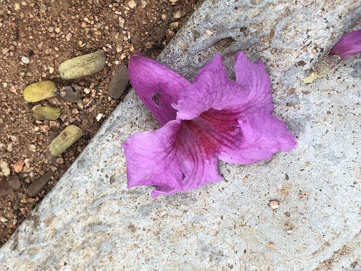 vrundavs's tweet photo. Tabebuia rosea....🌸🌸🌸🌸🌸
They are everywhere......
Have a pretty & peaceful day everyone..
#flowers #wednesdaythought #vrupix #iphonepic #pinkislove https://t.co/r63sXA60lc