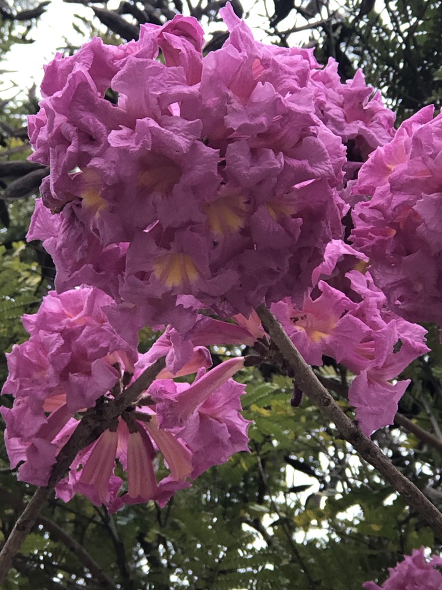 vrundavs's tweet photo. Tabebuia rosea....🌸🌸🌸🌸🌸
They are everywhere......
Have a pretty & peaceful day everyone..
#flowers #wednesdaythought #vrupix #iphonepic #pinkislove https://t.co/r63sXA60lc
