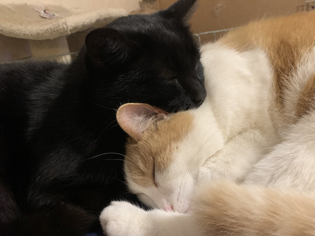 preciousways12's tweet image. Good night 😴😘💤