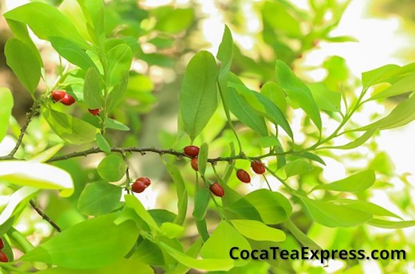 #CocaTeaExpress #CocaTea cocateaexpress.com/buy-coca-leaf-…