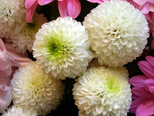 お花の定期便 ピュアフラワー 創業25年 12月16日の 誕生花 は スプレーマム です 現代でも仏花や 格を重んじる菊花展での競い花として伝統があります 菊は 1茎1花の輪ギクと枝分かれして たくさんの花をつけるスプレーギクに大きく分けられ