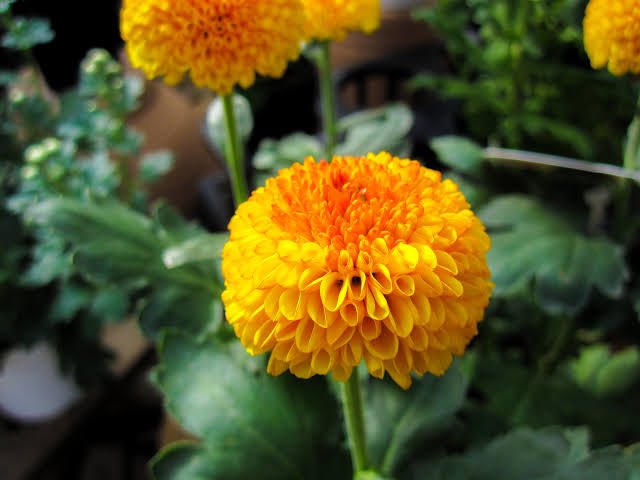 お花の定期便 ピュアフラワー 創業25年 12月16日の 誕生花 は スプレーマム です 現代でも仏花や 格を重んじる菊花展での競い花として伝統があります 菊は 1茎1花の輪ギクと枝分かれして たくさんの花をつけるスプレーギクに大きく分けられ