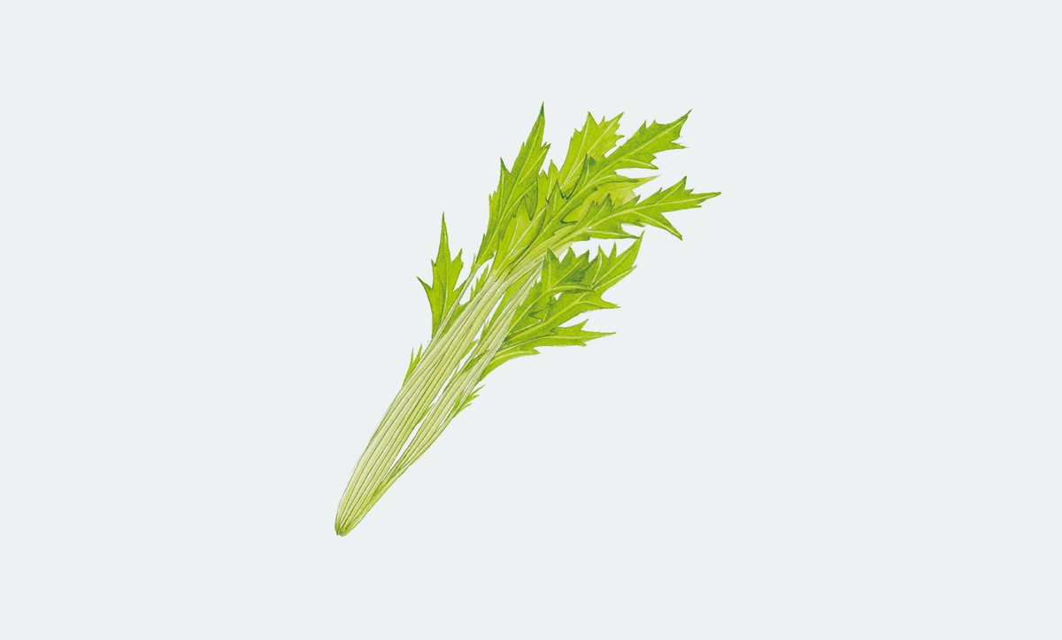 PERFECTDAY_mag's tweet photo. 全国区で親しまれる冬の代表的な葉野菜で、栽培も意外と簡単。暖地～中間地であれば、暑さがおさまった秋口に種を撒くと晩秋より春先まで収穫できる。「はりはり漬け」と表現される、歯ざわりがよい浅漬けは、冬の味覚としてぜひ味わっておきたい。

FOOD365 1月22日 水菜
https://t.co/4kPj9cfsYn https://t.co/zNr3inebRP
