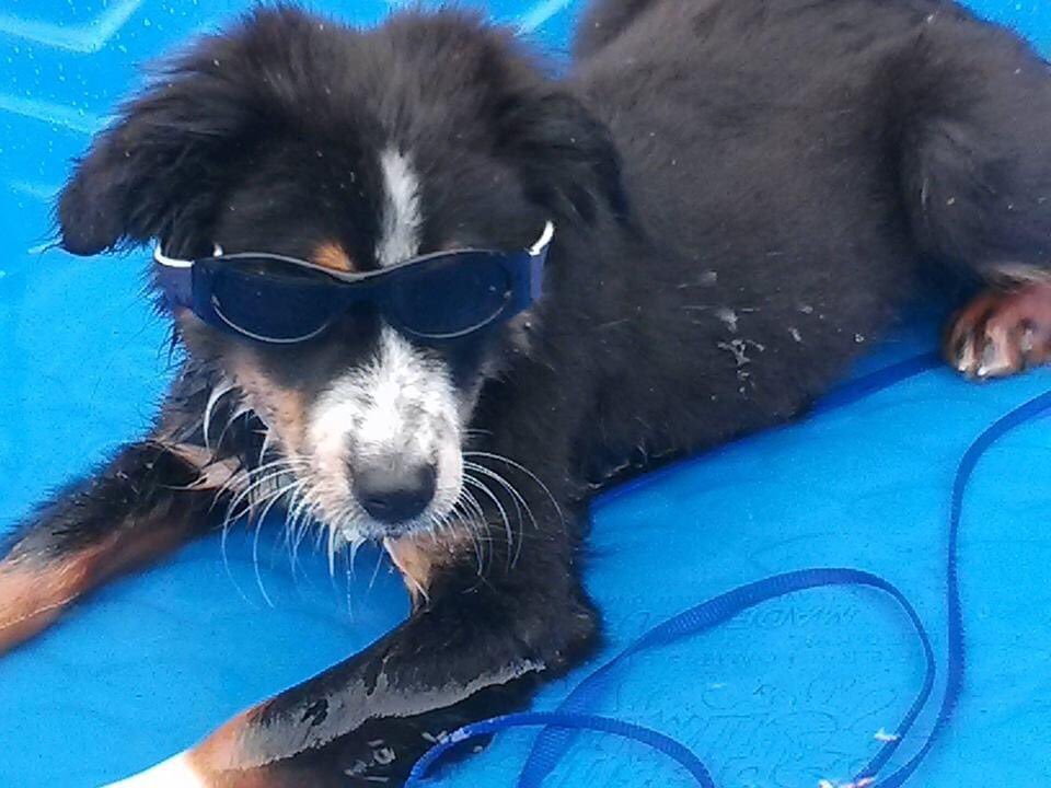 anndennett's tweet photo. @PascoSheriff #9PMRoutine slightly late but all locked up safe and sound with #AussieCrew #1 grandpup of 21 (summer of 2015 TJ)
#AustralianShepherdsRule https://t.co/6Bc0ZxWU2a