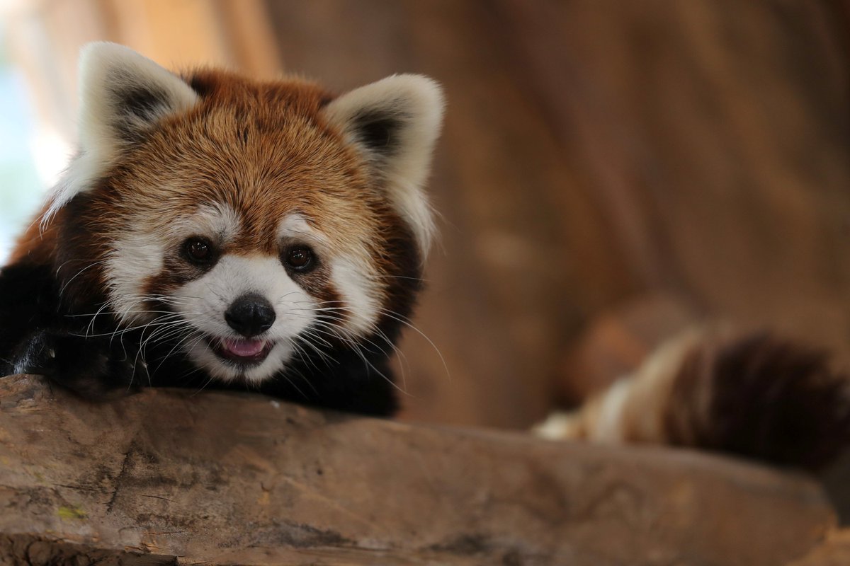 让小编来介绍，牠是来自日本的喜马拉雅小熊猫（Red Panda🐼）。 这只