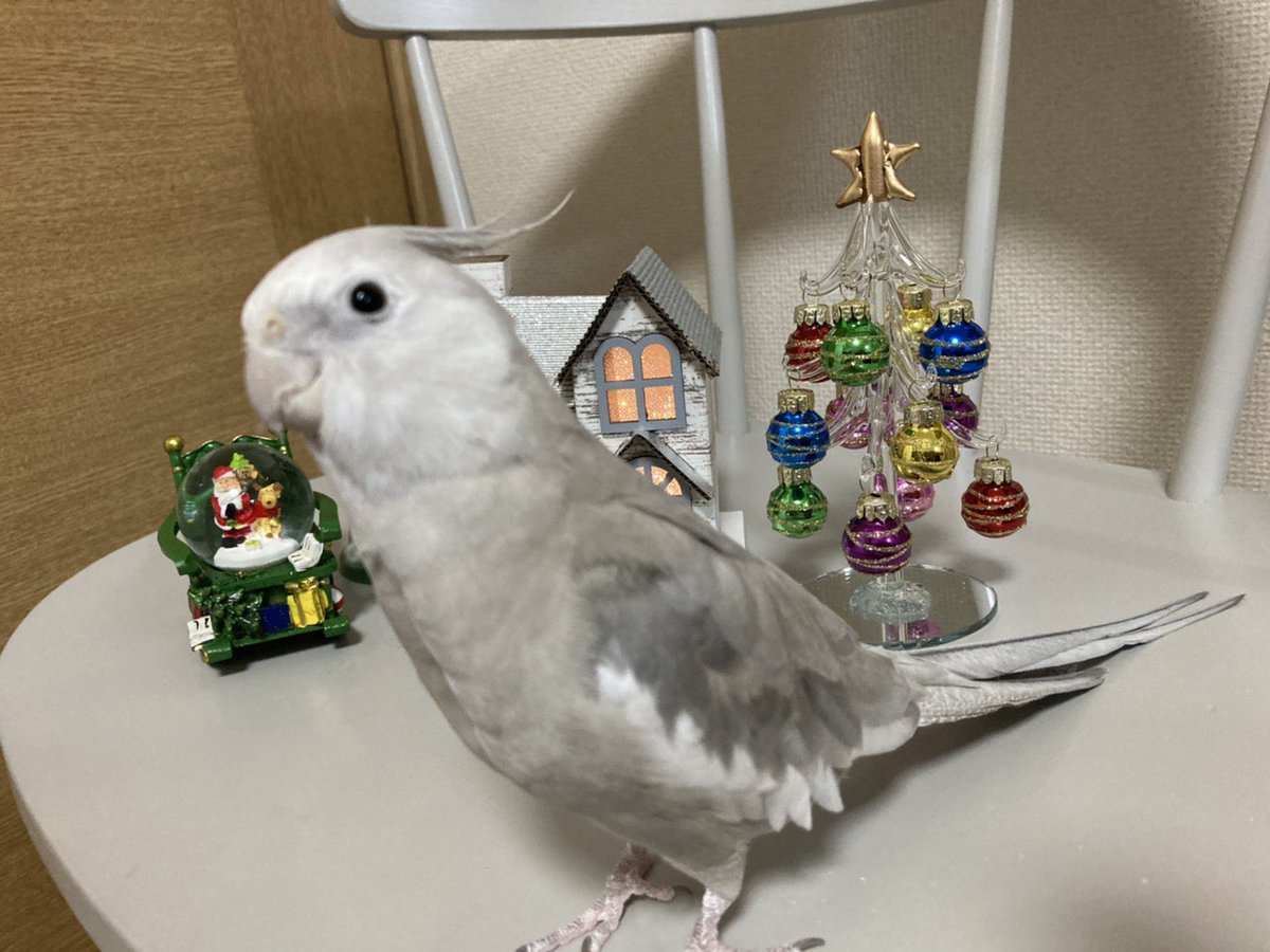 harakei0928's tweet photo. 捜索願
オカメインコ　♀
（ホワイトフェス　シナモン）
名前:しずか
体長:30㎝ほど（頭から尾まで）

若葉区加曽利にて。
①「はとぽっぽ」と「幸せなら手をたたこう」をごちゃ混ぜで歌う音痴
②「しずかちゃん」と言えます。
見つけた方、保護してくださった方DM下さいm(__)m https://t.co/h0rHBz0Gmx