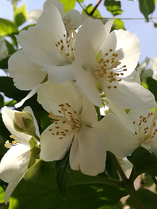 cvshabab's tweet photo. 🌾 Let’s enjoy together🌾

#Tea for Me and jasmine for all of you 

       Have a cup of positivitea 🍵🌼 https://t.co/lIbPsVkagO
