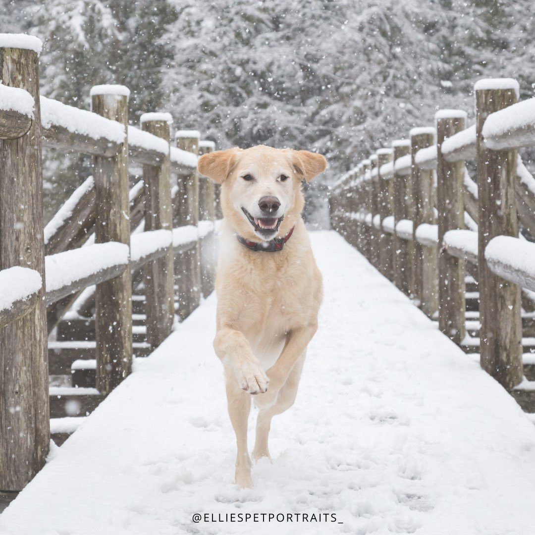 ElliesPortraits's tweet photo. Favorite foods of the year: Beggin Strips, Beggin Strips, and Bacon. 🥓🐾
.
.
.
.
.
 #barkhappy #barkpack #barkpost #bestwoof #dogsoftwitter https://t.co/xiXjdg7EZT