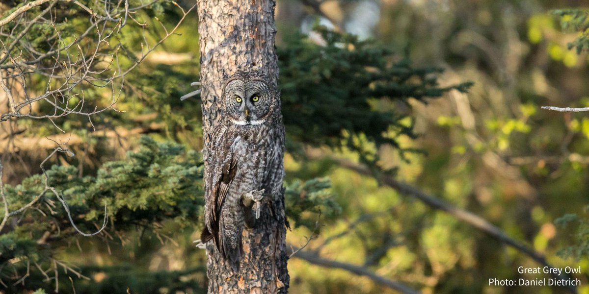 audubonsociety's tweet photo. Whoooo do you see in that tree trunk? These amazing photos will remind you just how good bird camouflage can be. https://t.co/Rxdt5f3ahZ https://t.co/jFqPTeueJT