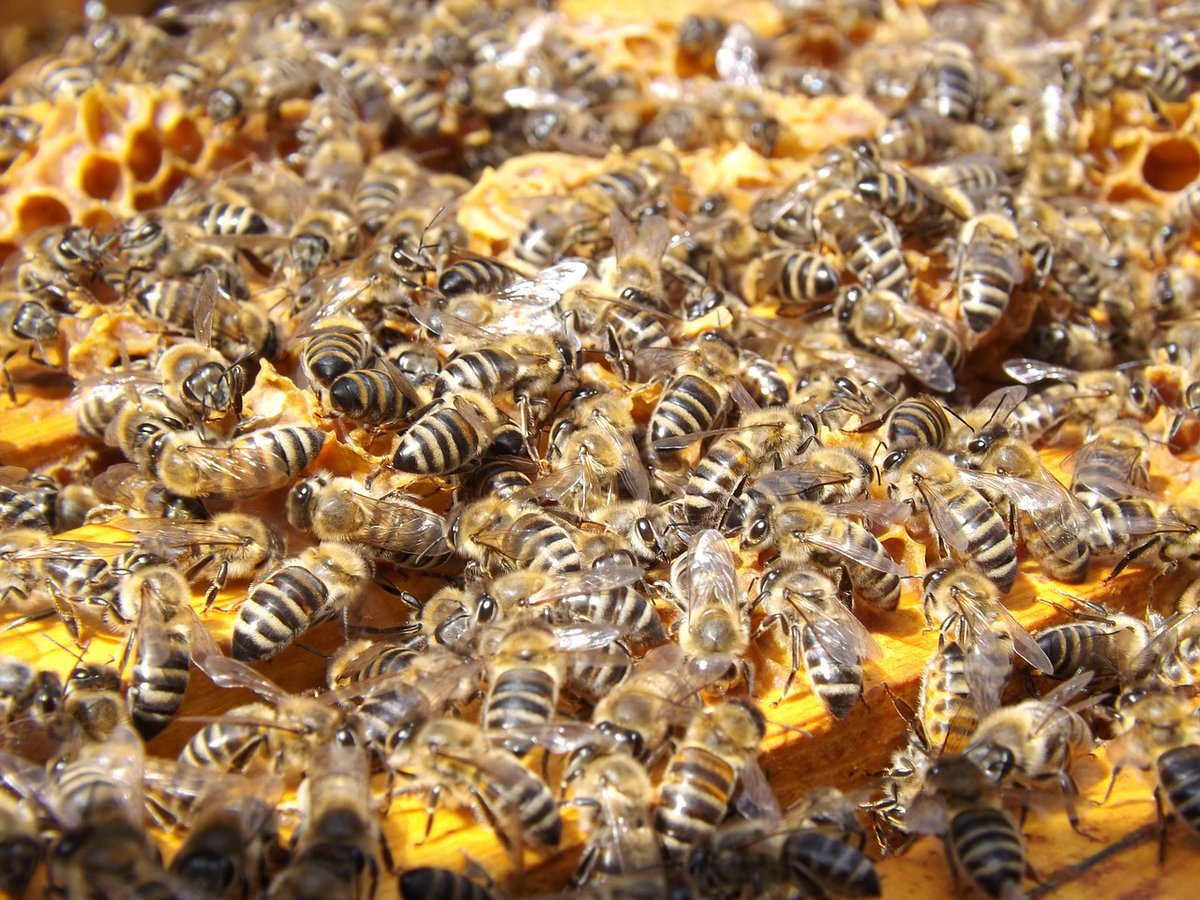 OceanscapeNet's tweet photo. Asian honeybees have found a secret weapon against murder hornets: poop. https://t.co/IPy4tudwdI https://t.co/bV20faHHeQ