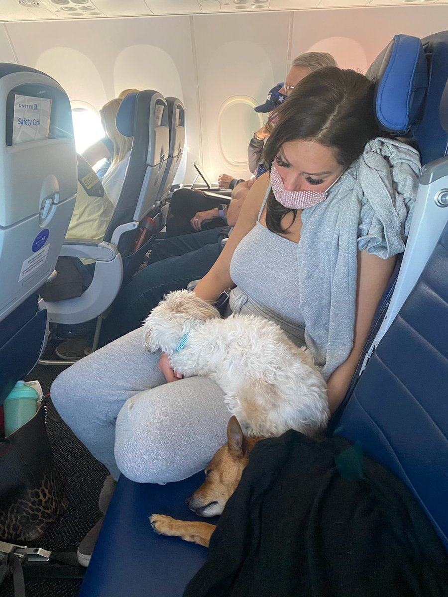 WhisperingDENKC's tweet photo. Napped out with the pups #UnitedAirlines #dogsthatfly https://t.co/fOVNIPYX2M