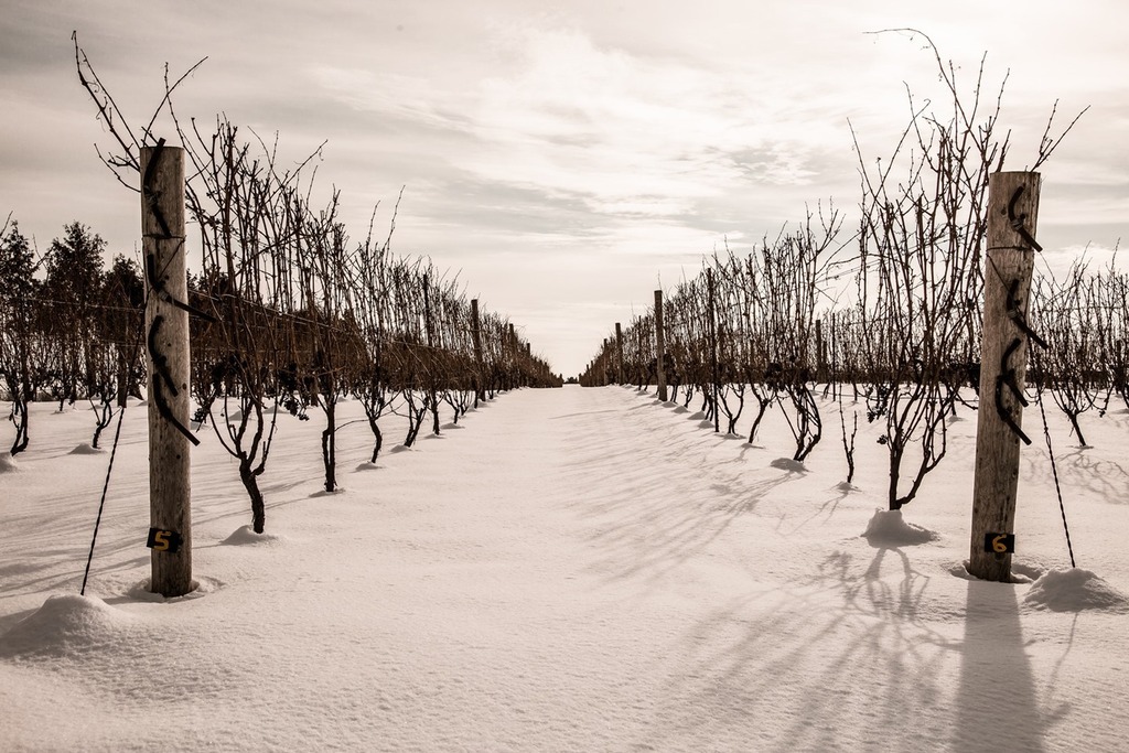 TourRailwayCity's tweet photo. #TravelTuesday to @quaiduvin! It's a great time of year to take a short trek out to the Winery and pick up some special drinks for the holidays and enjoy the beauty of winter on the grounds. 🍷⛄❄️ https://t.co/uWE0XQkUyT https://t.co/wxqImc5McB