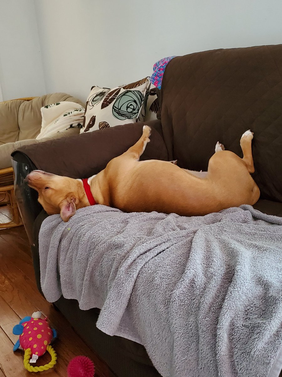 KellyWasileski's tweet photo. @JoeSilverman7 Competition from brown dog https://t.co/1zn1rfId6S