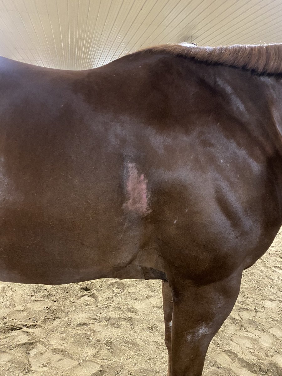 Has anyone ever had a horse with extremely sensitive skin? This poor guy has cinch marks that won’t heal no matter what I’ve done. Even with not being saddled, it won’t heal.